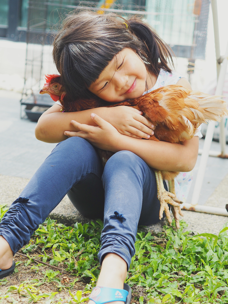 little girl holding pet chicken