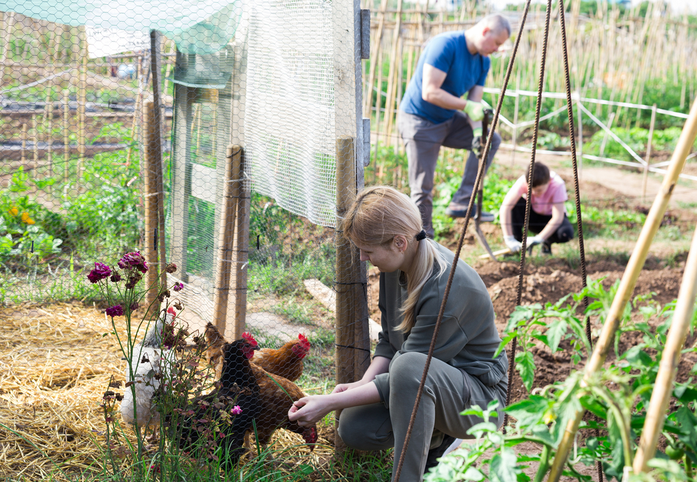 family gardening with chickens