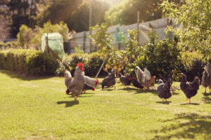 chickens in a sunny backyard