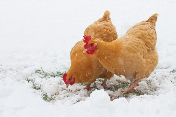 Free range hens in the snow